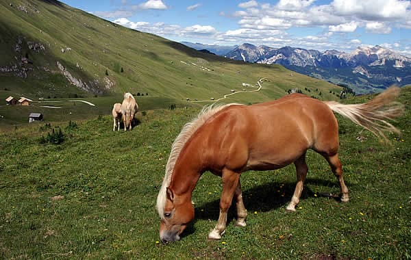 Horse riding in the Dolomites